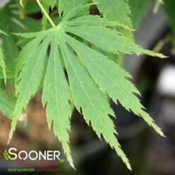 OMURA YAMA UPRIGHT JAPANESE MAPLE -Verdant Zone DETA3 709