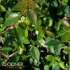 GLOSSY ABELIA -Verdant Zone DETA3 801