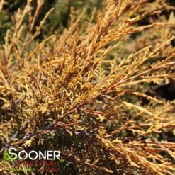 SAYBROOK GOLD® JUNIPER -Verdant Zone DETA3 877