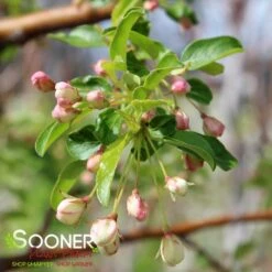 GOLDEN RAINDROPS® CRABAPPLE 8 GOLDEN RAINDROPS® CRABAPPLE -Verdant Zone DETA4 1028