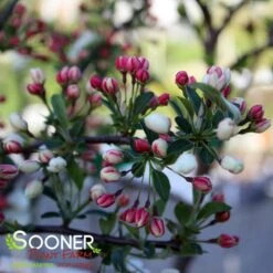 SARGENT TINA CRABAPPLE 8 SARGENT TINA CRABAPPLE -Verdant Zone DETA4 1303