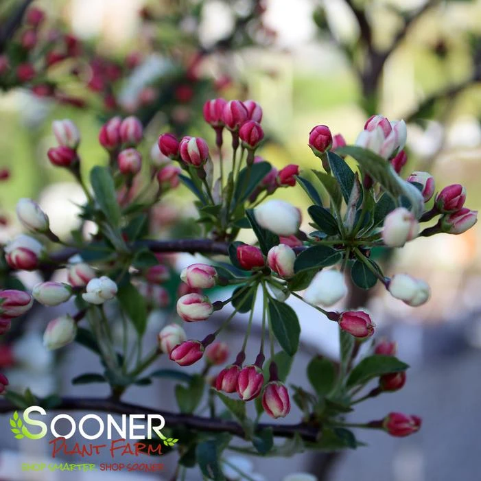 SARGENT TINA CRABAPPLE 5 SARGENT TINA CRABAPPLE - Image 3