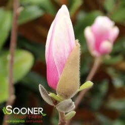 SAUCER MAGNOLIA -Verdant Zone DETA4 1304