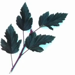 SUMMER WINE® NINEBARK -Verdant Zone DETA4 149