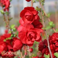DOUBLE TAKE® SCARLET STORM QUINCE 10 DOUBLE TAKE® SCARLET STORM QUINCE -Verdant Zone DETA4 2022