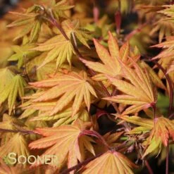 AUTUMN MOON UPRIGHT JAPANESE MAPLE -Verdant Zone DETA4 2092