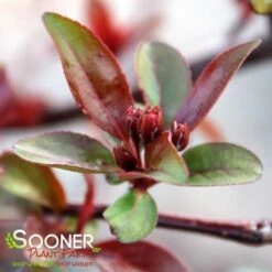 PRAIRIFIRE CRABAPPLE -Verdant Zone DETA4 23