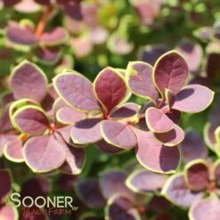 SUNJOY® TANGELO BARBERRY -Verdant Zone DETA4 2569