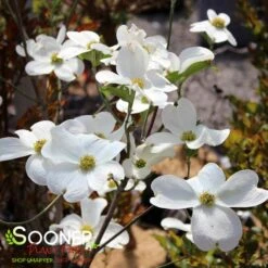 JEAN'S APPALACHIAN SNOW DOGWOOD -Verdant Zone DETA4 2978