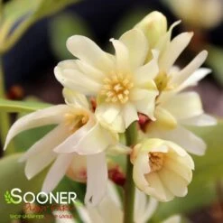 PURPLE GLAZE™ ILLICIUM 9 PURPLE GLAZE™ ILLICIUM -Verdant Zone DETA4 3290