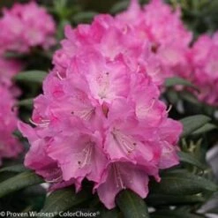 DANDY MAN® PINK RHODODENDRON 11 DANDY MAN® PINK RHODODENDRON -Verdant Zone DETA4 3446
