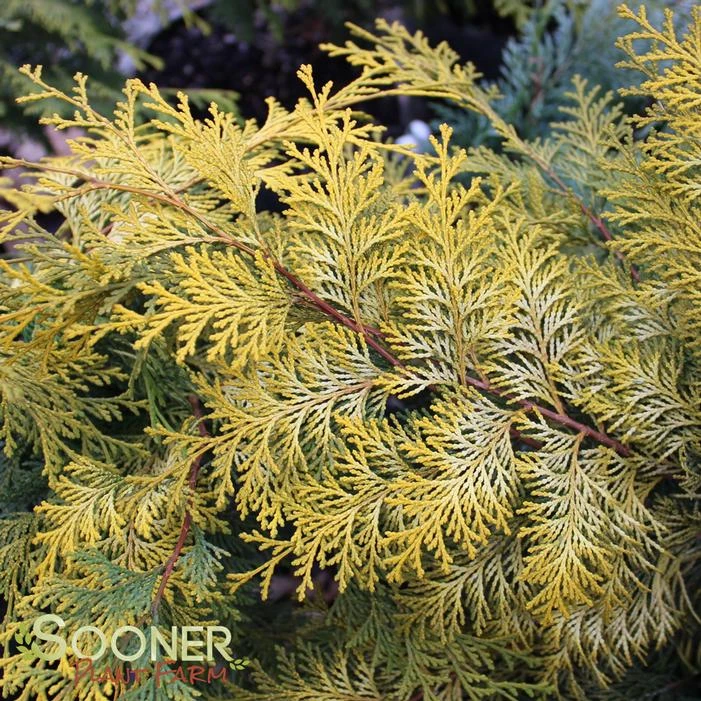 RAY OF LIGHT™ FALSE CYPRESS 3 RAY OF LIGHT™ FALSE CYPRESS