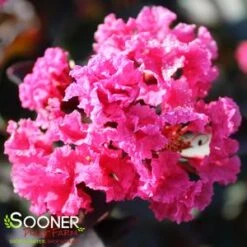 DOUBLE DYNAMITE® CRAPEMYRTLE -Verdant Zone DETA4 3805