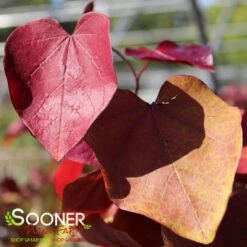 FLAME THROWER® REDBUD 11 FLAME THROWER® REDBUD -Verdant Zone DETA4 4074