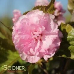 KWANZAN ORNAMENTAL CHERRY -Verdant Zone DETA4 432