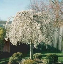 SNOW FOUNTAIN WEEPING FLOWERING CHERRY 10 SNOW FOUNTAIN WEEPING FLOWERING CHERRY -Verdant Zone DETA4 433