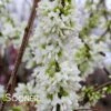 WHITE CHINESE REDBUD 1 WHITE CHINESE REDBUD -Verdant Zone DETA4 4777
