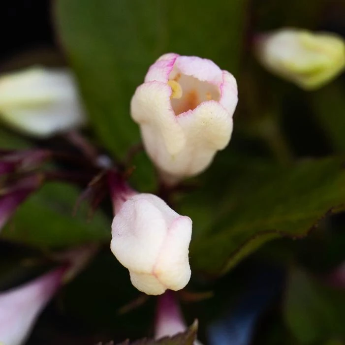 AFTERGLOW™ WEIGELA 4 AFTERGLOW™ WEIGELA - Image 2