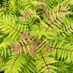 CHERRY ON TOP™ SORBARIA -Verdant Zone DETA4 5197