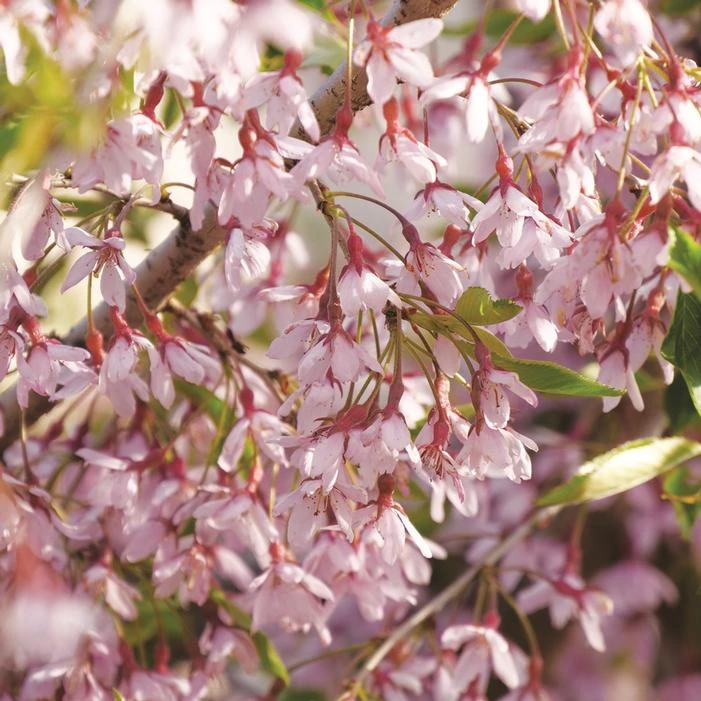 PINK SNOW SHOWERS™ WEEPING CHERRY 4 PINK SNOW SHOWERS™ WEEPING CHERRY - Image 2