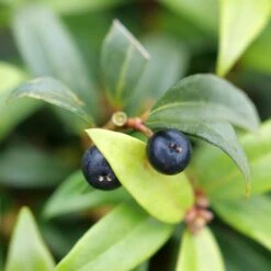 SWEET & LO™ SWEET BOX 9 SWEET & LO™ SWEET BOX -Verdant Zone DETA4 5302