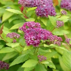 DOUBLE PLAY® DOLLY™ SPIRAEA 12 DOUBLE PLAY® DOLLY™ SPIRAEA -Verdant Zone DETA4 5303