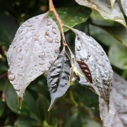 NIGHTFALL® WEEPING JAPANESE SNOWBELL -Verdant Zone DETA4 5476