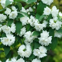 ILLUMINATI SPICE™ MOCKORANGE -Verdant Zone DETA4 5740