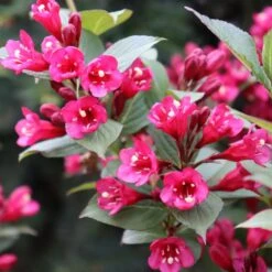 SONIC BLOOM® PUNCH™ WEIGELA 9 SONIC BLOOM® PUNCH™ WEIGELA -Verdant Zone DETA4 5751
