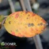 AUTUMN BRILLIANCE® SERVICEBERRY 2 AUTUMN BRILLIANCE® SERVICEBERRY -Verdant Zone DETA4 6