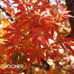 OMURA YAMA UPRIGHT JAPANESE MAPLE -Verdant Zone DETA4 709