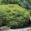 MR. BOWLING BALL ARBORVITAE -Verdant Zone DETA5 1093