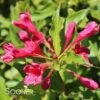 RED PRINCE WEIGELA 2 RED PRINCE WEIGELA -Verdant Zone DETA5 1296