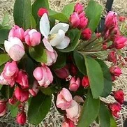 Verdant Zone 29 Verdant Zone -Verdant Zone DETA5 1302