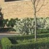 CHICAGOLAND GREEN® BOXWOOD 1 CHICAGOLAND GREEN® BOXWOOD -Verdant Zone DETA5 1567