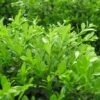 GREEN BORDERS™ BOXWOOD 1 GREEN BORDERS™ BOXWOOD -Verdant Zone DETA5 1570