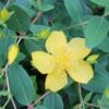 SUNBURST ST. JOHN'S WORT -Verdant Zone DETA5 1586