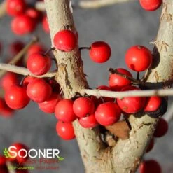 WARREN'S RED POSSUMHAW HOLLY 12 WARREN'S RED POSSUMHAW HOLLY -Verdant Zone DETA5 1598