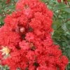 RED ROCKET® CRAPEMYRTLE 2 RED ROCKET® CRAPEMYRTLE -Verdant Zone DETA5 164