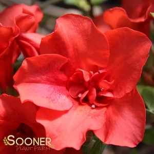 AUTUMN EMBERS® ENCORE® AZALEA 5 AUTUMN EMBERS® ENCORE® AZALEA - Image 3