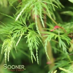 SEIRYU UPRIGHT JAPANESE MAPLE -Verdant Zone DETA5 1875