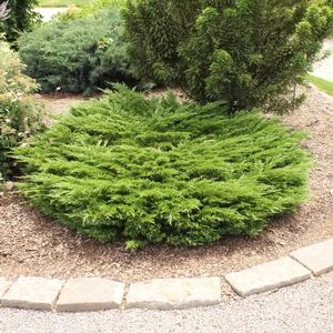 MINI ARCADIA JUNIPER 3 MINI ARCADIA JUNIPER