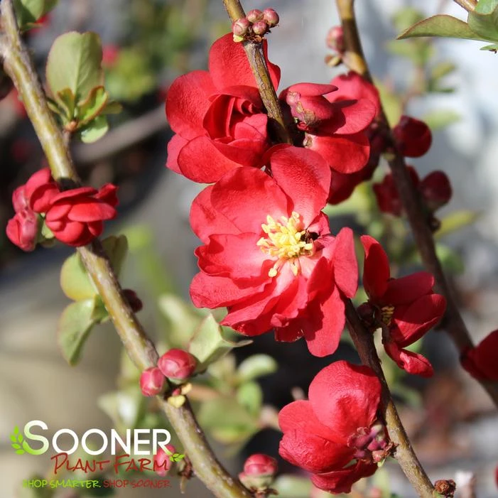 DOUBLE TAKE® SCARLET STORM QUINCE 4 DOUBLE TAKE® SCARLET STORM QUINCE - Image 2