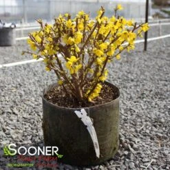 SHOW OFF® FORSYTHIA 10 SHOW OFF® FORSYTHIA -Verdant Zone DETA5 2068