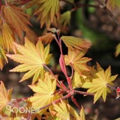 AUTUMN MOON UPRIGHT JAPANESE MAPLE -Verdant Zone DETA5 2092