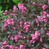 FINE WINE® WEIGELA 2 FINE WINE® WEIGELA -Verdant Zone DETA5 2110