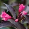 SPILLED WINE® WEIGELA -Verdant Zone DETA5 2111