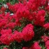 RED ROOSTER® CRAPEMYRTLE 2 RED ROOSTER® CRAPEMYRTLE -Verdant Zone DETA5 2257