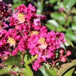BERRY DAZZLE® CRAPEMYRTLE -Verdant Zone DETA5 2259