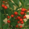 RED SPRITE WINTERBERRY HOLLY -Verdant Zone DETA5 2351